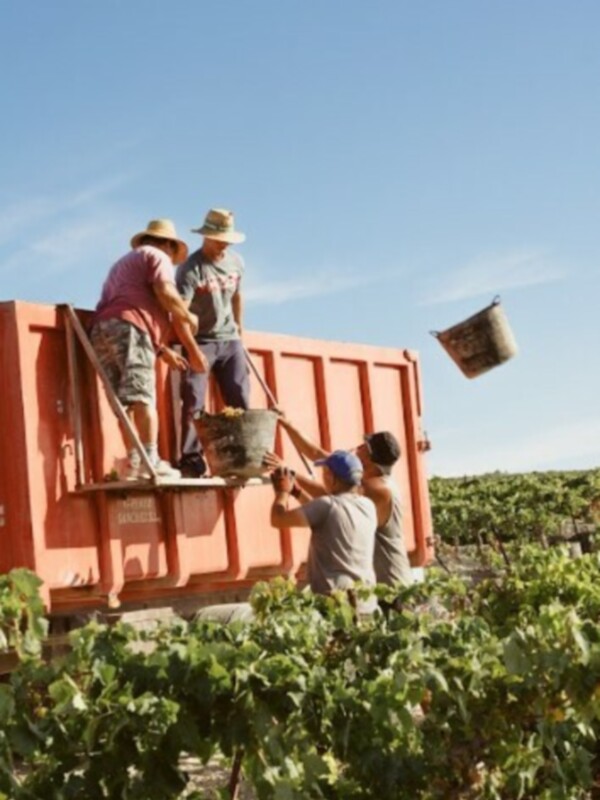 Trabajadores recolectando uvas en una granja de viñedos, con un cielo azul claro y plantas de uva en el fondo.