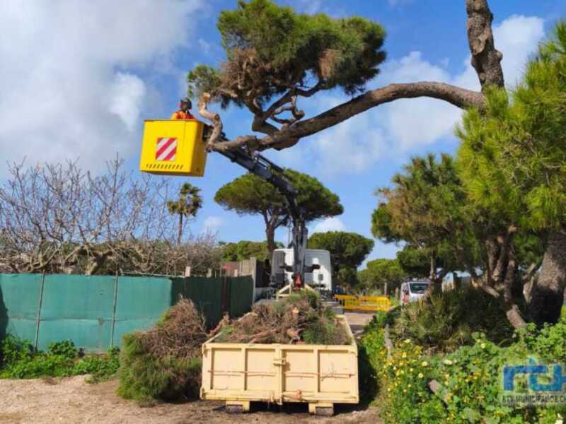 Trabajadores realizando poda de árboles en un parque urbano.