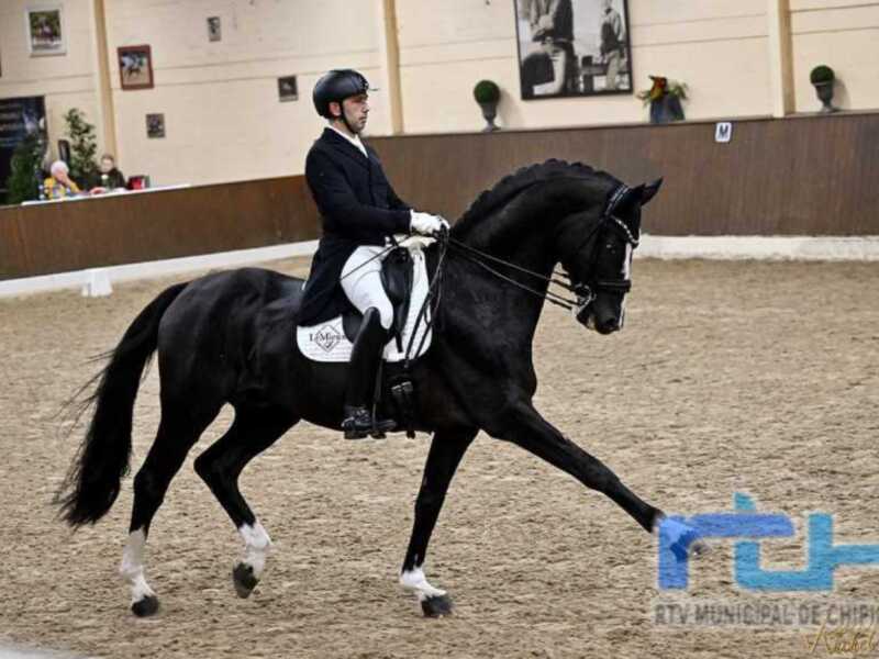 Un jinete monta un caballo negro en una arena de equitación, con una pista de arena y paredes decoradas con fotos en el fondo.