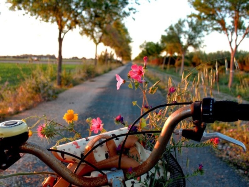 Bicicleta con flores en la manillar, camino rural al atardecer